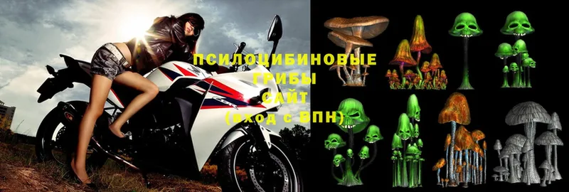 Галлюциногенные грибы Psilocybe  Боровск 